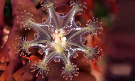 Haliclystus Auricula