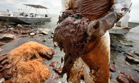 A clean-up operation on Queen Bess Island, June 2010. BP pledged a $500m fund for independent research into the consequences of the Gulf of Mexico oil disaster. Photograph: Gerald Herbert/AP