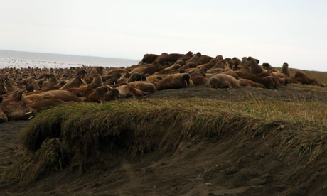 Walrus high on the barrier Island beaches near Pt Lay, Alaska, 2010