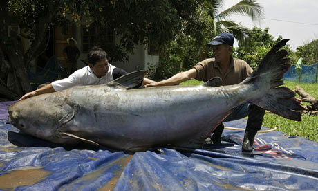 Giant Mekong Catfish