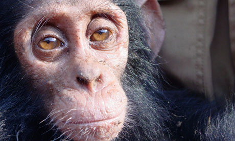 Orphaned Chimpanzees: Trade and Bushmeat in Democratic Republic of the Congo 