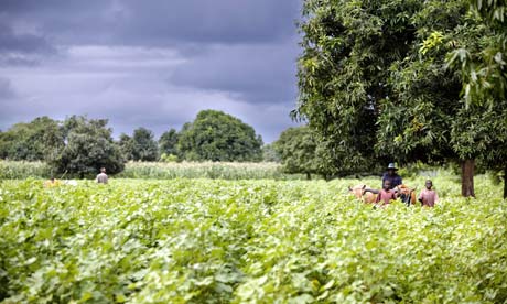 MDG : Mali : Organic Cotton Farm 