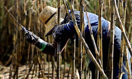 Guardian green blog festival : Sugar Cane Harvesed for biofuel Brazil