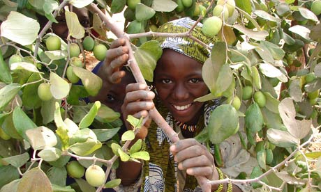 MDG : Sahel and drought resistant tree planting : pomme du sahel