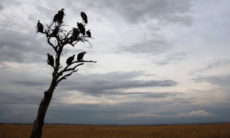MDG : Vulture funds : Vultures sit in a tree in the Masai Mara game reserve