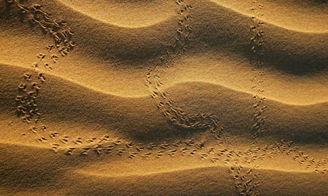 Hacked climate emails : desert near the US-Mexico border , California