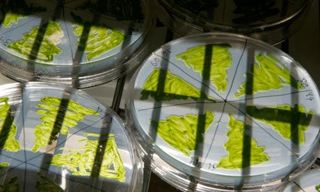 Damian Blog : Carbon Trust cuts : fuel from algae