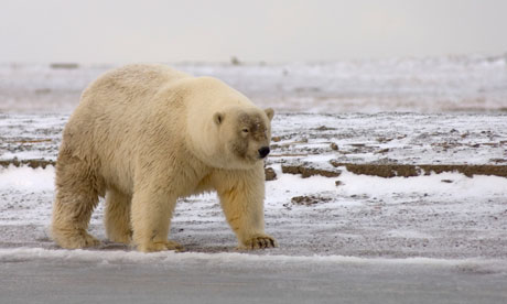 A Possible Polar Bear - Grizzly Hybrid also called grolar bear