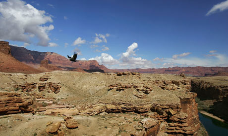 California+condor+endangered+facts