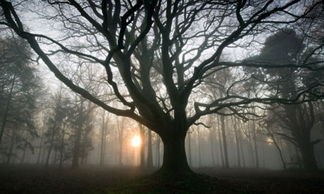 Green shoots : Photographing trees and woodlands by Edward Parker
