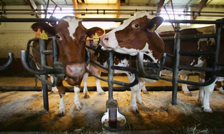 飼養家畜會產生甲烷、氧化亞氮和二氧化碳。這些氣體不同的暖化效應可以用二氧化碳當量化成相同單位來比較。圖片節錄自：Getty Images。