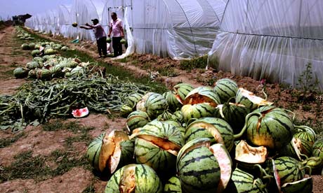 Chemical growth accelerator causes watermelon to bust while still growing