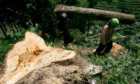 illegally cut timber at the protected forest in Arjuna mountain, East Java, Indonesia