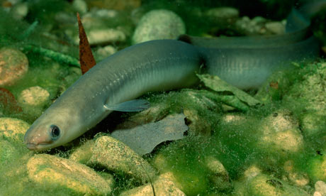 british eels