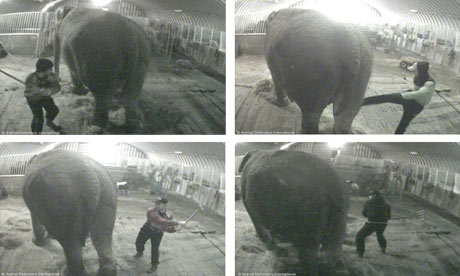Damian blog : Elephants abused in circus