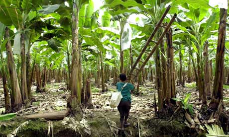 MDG : Child labour in Ecuador : A boy makes boxes at a banana packing facility