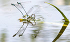 Dragonflies+mating+season