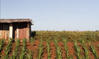 MDG : Deforestation for soybean : Alto Parana, Paraguay