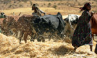 MDG : Ethiopian  Small farmer farmers crush the wheat during harvest near Mekele, northeast Ethiopia