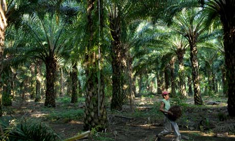 MDG : Guatemal palm oil plantation for biofuel production