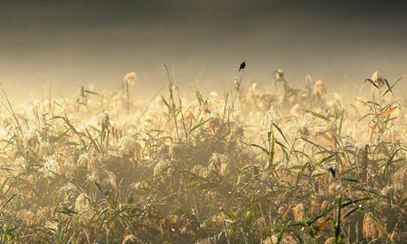 Damian blog : How to give a price to a bird sitting on top of a blade of grass in a meadow at dawn 