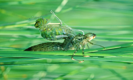 Dragonfly hatching out