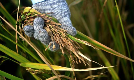 MDG : Rice at IRRI in Philippines