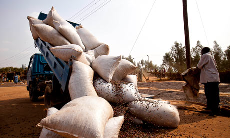 MDG : Tax in Uganda : Uganda Coffee Production And Harvest
