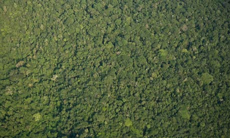 Damian blog : Eco search engine Ecosia to save rainforest in Para state Brazil