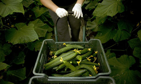 Leo blog : Cucumbers in Spain