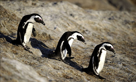 questions on biodiversity and species loss : African penguins
