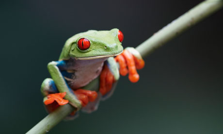 questions on biodiversity and species loss : Red-Eyed Treefrog 