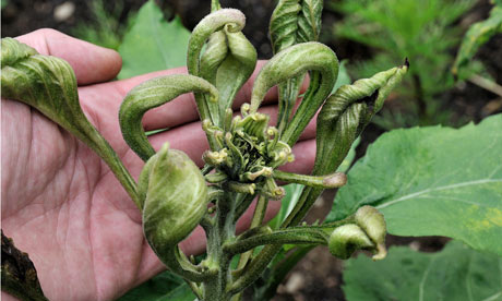 George Monbiot blog : vegetable gardens decimated by herbicide, Aminopyralid,  present in manure 