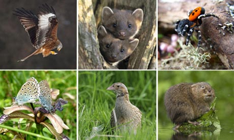 UK animals back from the brink of extinction | Environment | The Guardian