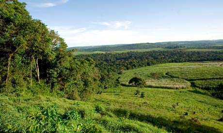 MDG : sugarcane plantation in Uganda