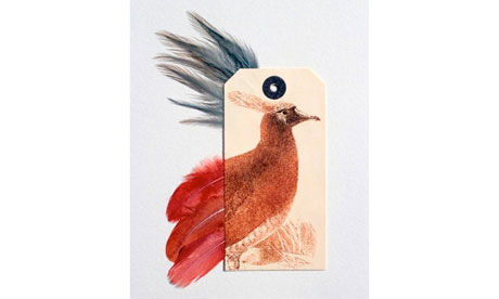 Ghosts of Gone Birds exhibition : Six Skins And A Single Egg by Rebecca Jewell