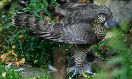 birds of prey targeted with rat poison environment the birds of prey targeted with rat poison environment the