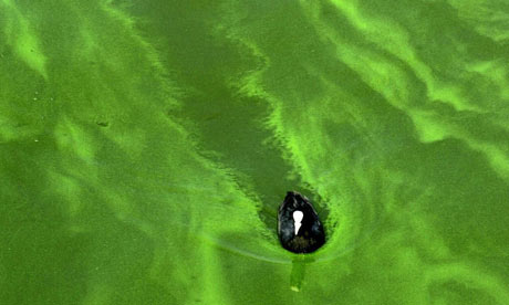 一隻水鴨游過充滿藍綠藻的湖面。圖片節錄自：衛報報導。