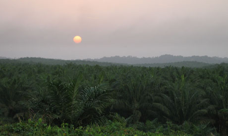 Damian blog : High yielding oil palm plantations could help contain deforestation in Ghana