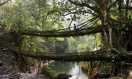 The living tree root bridges of Cherrapunji, Meghalaya, India - 2011
