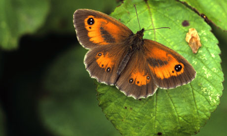 Photograph: David Chapman/Alamy