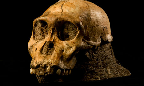 Primitive hominin  : Australopithecus sediba