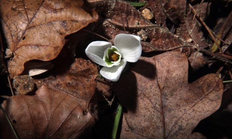 Greenshoots on early spring : Snowdrops Emerge Early Due To Mild Temperatures