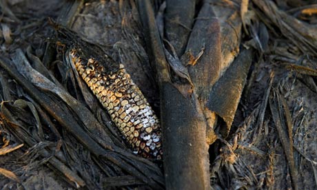 Food shortage and food crisis : Rotting corn, due to a widespread drought