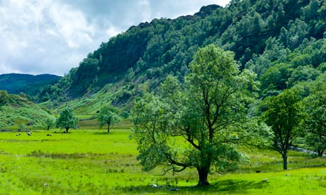 Ash trees by Grange Fell near Watendlath in the Lake District National Park, Cumbria