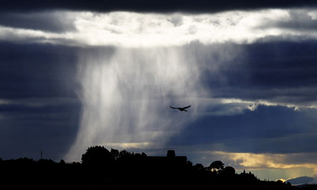 Give a Price on Nature : A bird of prey glides through the sky