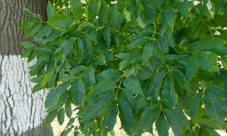 Mysterious Fungus causes Ash tree dieback