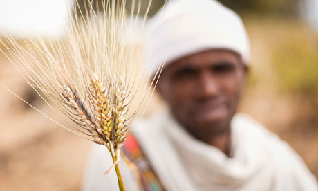 译言网 | 转基因农业并非作物种子多样性的答案