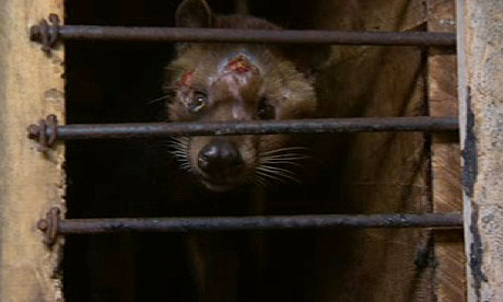 Shot was taken on a civet farm just outside Surabaya, Indonesia