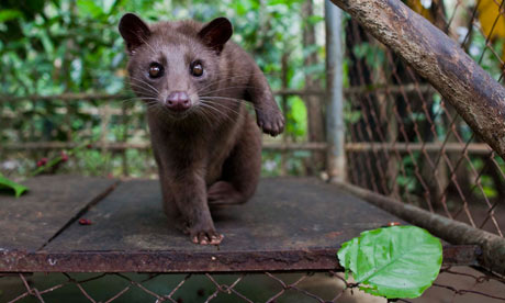 Indonesians Farm Civet Cats To Produce World